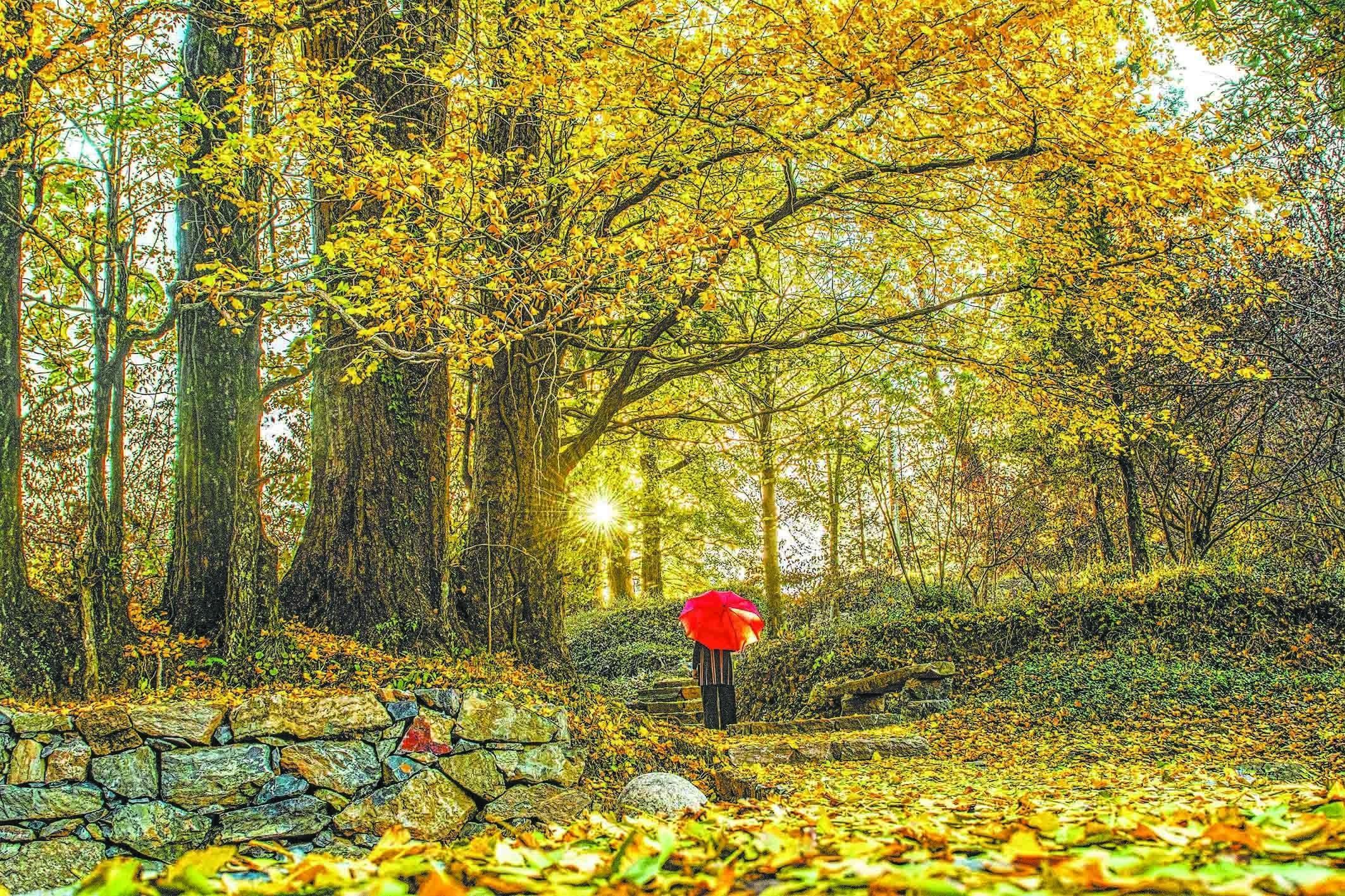 落叶对根的思念