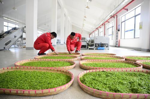 党员化身“茶管家”助力春茶开采